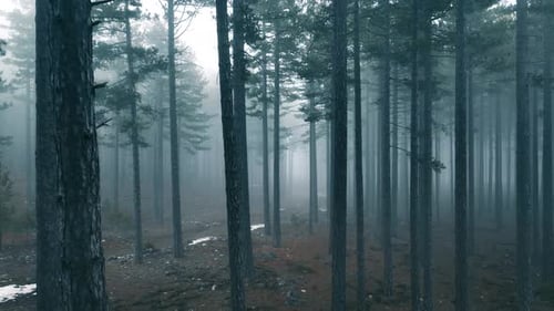 Misty Forest Mysterious Place areial view 4 K