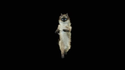 Katze tanzt HD