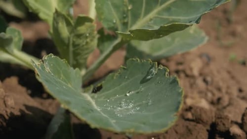 Watering Vegetables with Sprinkling Can on Farm. Farmer Giving Water To the Crops with Watering Can