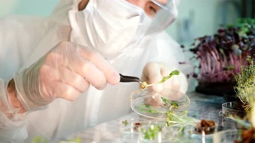 A Scientist in Gloves Examines Fresh Pea Microgreens on a Farm
