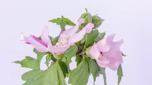 Hibiscus Flower Blossom Timelapse on White