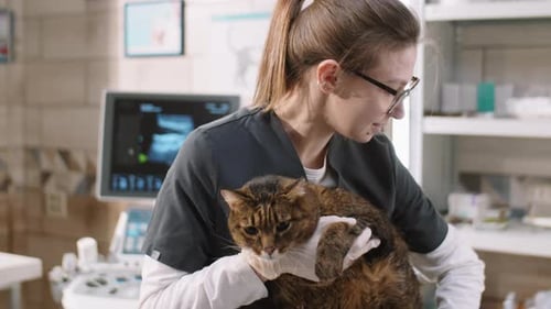 Veterinarian Gently Holds Cat in Clinic Office
