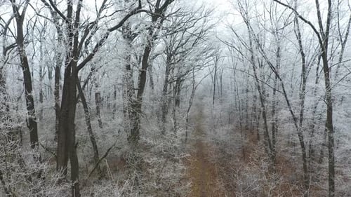 Path in the Forest