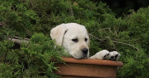 Yellow Labrador Retriever, Puppy Playing in a Flowerpot, Normandy, Slow Motion 4K