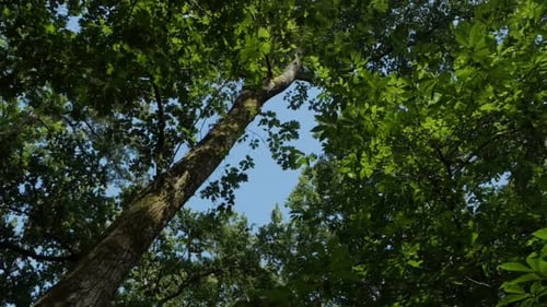 Ciel bleu dans la forêt, encerclant les arbres verts