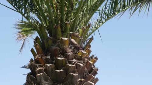 The Arecaceae Palmae tropic plant branches against blue sky 4K 2160p 30fps UHD footage - Green palm