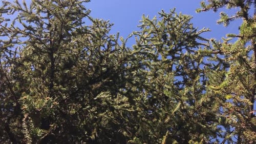 Grüne Tannen zweigen vor blauem Himmel 4K 2160p 30fps UltraHD-Aufnahmen - Schöner Abies-Baum auf sonnigem