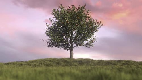 Grüner Apfelbaum voller roter Äpfel auf Wiese mit Sonnenuntergang