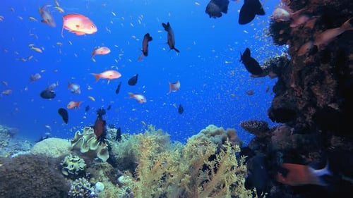 Underwater Tropical Reef Seascape