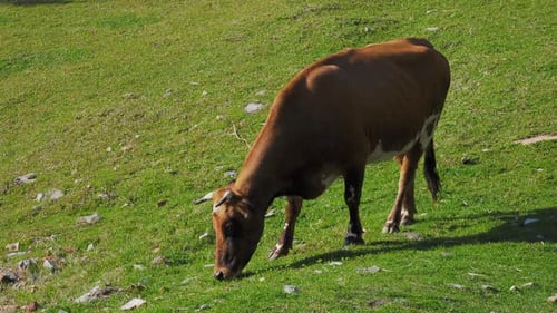Brown Cow Eats Fesh Green Grass on Meadow on Sunny Day