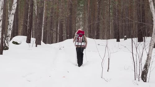 Female Hiker with Backpack Walking in a Winter Forest, Back View