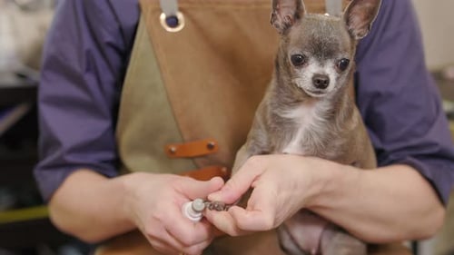 Person Grooming Small Gray Chihuahua with Nail Grinder
