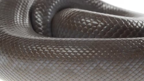 Boa arc-en-ciel colombien sans motifs ou Epicrate Cenchria Maurus sur fond blanc