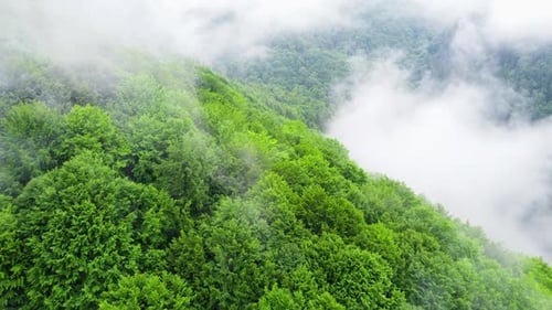 Coniferous Wet Dense Forest From a Aerial Bird's Eye View