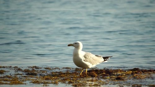 Slow Motion Closeup Shot of a Seagull on the Rock Against Calm Sea