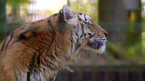 Majestic Tiger Profile Close-Up in Outdoor Enclosure