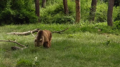 Real Wild Bear In Natural Habitat Among The Trees In The Forest