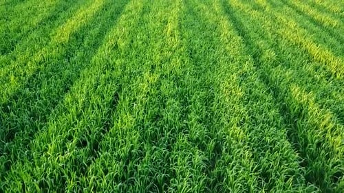 Green Wheat Field