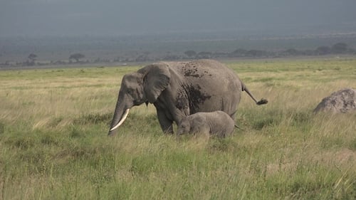 Family of Elephants on the Move. Wildlife in savanna, Kenya, Africa. African Elephants herd feeding
