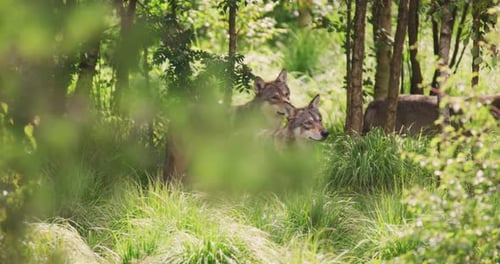 Grey Wolf Pack Looking After Prey in the Dense Forest