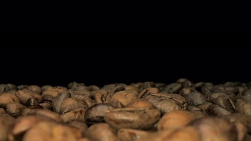 Close up of seeds of coffee. Fragrant coffee beans.