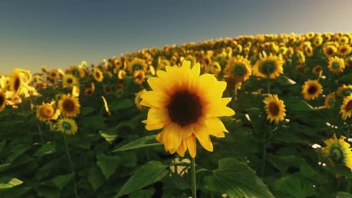 Field of Sunflowers and Sunset