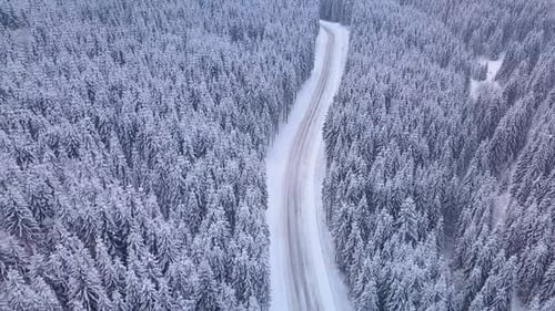 Aerial Flight Over Winter Forest with Road