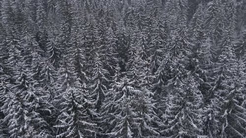 Winter Forest Snow Carpathian Pine Trees Landscape Aerial Drone Video