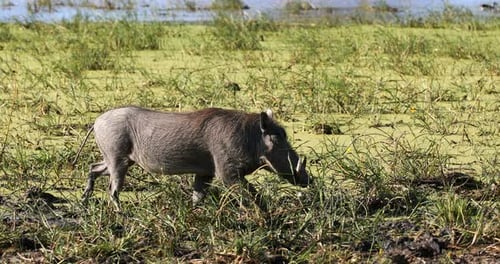 Warthog in Moremi, Botswana Africa safari wildlife