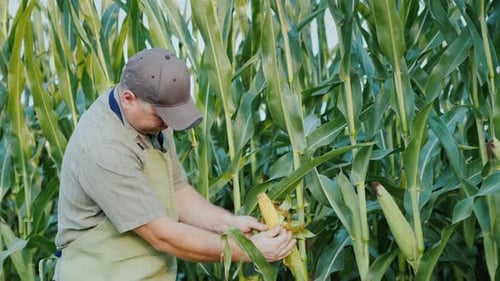 Male Farmer Working in the Field of Corn, Studying Young Heads