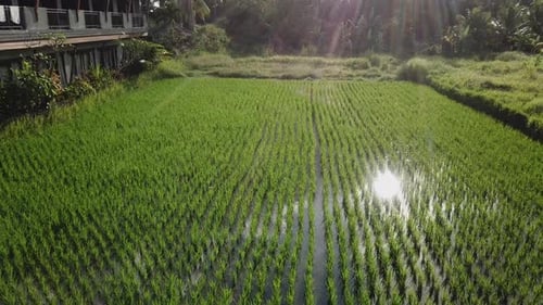 Lush Green Rice Paddy Field Aerial