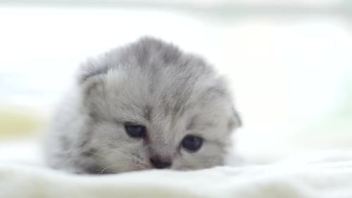 Close Up Cute Persian Kitten Lying On White Bed Slow Motion