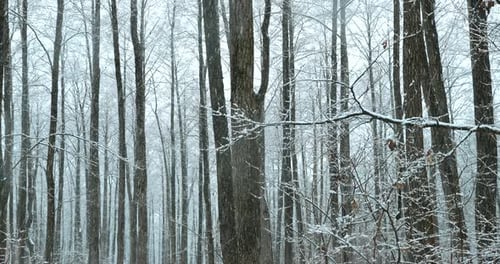 Winter Snowy Forest Park During Snowfall Blizzard