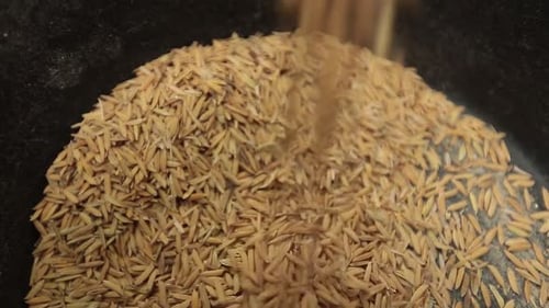Close Up Footage of Rice Paddy Crops Ready For Milling Process