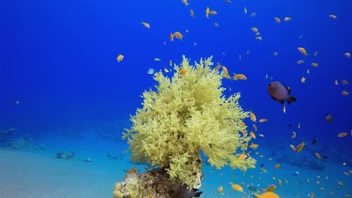 Underwater Broccoli Coral