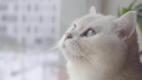 Katze schaut sich aus der Nähe um