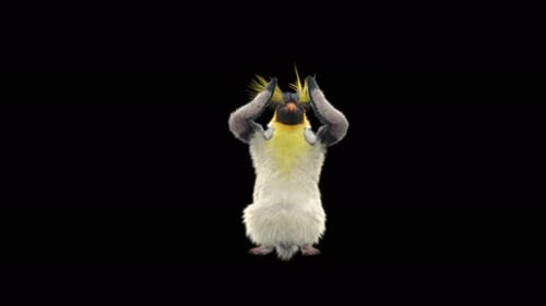 Penguin Dancing 4K