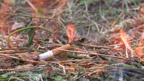 grass cigarette Cigarette Ignites Dry Grass Causing Wildfire grass cigarette Cigarette Ignites Dry Grass Causing Wildfire