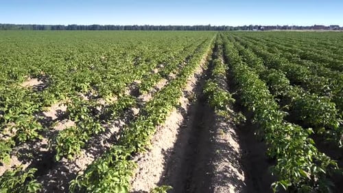 Potato Grows in Accurate Rows Running Along Boundless Field