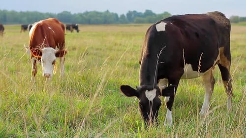 Cow Farm in the Village