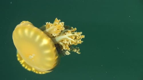 Jellyfish swimming in the ocean. Great wildlife scene. Nature scenery.
