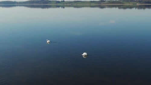 Schwäne schwimmen auf dem See, während die anderen auf dem Wasser spielen