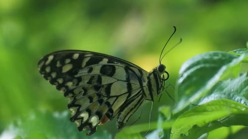Schmetterling thront auf einem Blatt im Gebüsch, Insekt HD Video, Schmetterlingsmuster