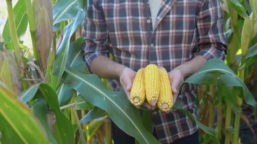 A Farmer or Agronomist in a Corn Field Holds Young Ears of Corn in His Hands