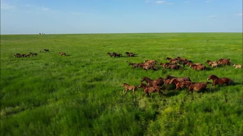 Des chevaux sauvages qui courent des Mustangs sauvages courent sur la magnifique poussière d'herbe verte sous les sabots