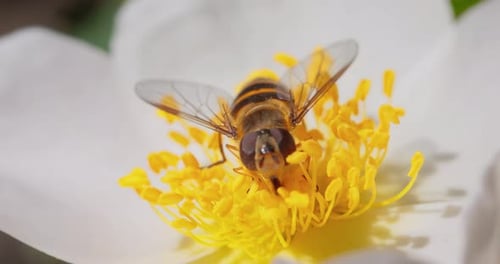 Bee Pollinating White Flower in Sunny Close Up