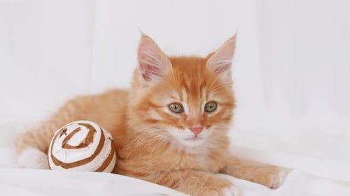 Cute Ginger Kitten Relaxing on White Sheet