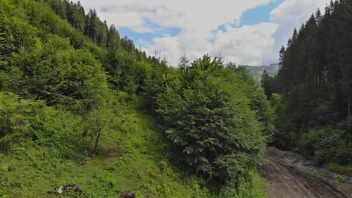 Mountain Road in Forest
