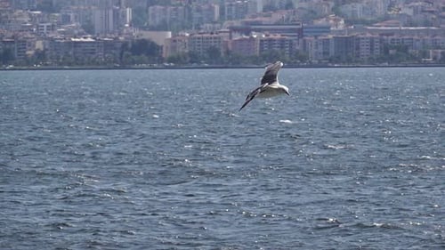 The Seagull Flying Over Ocean