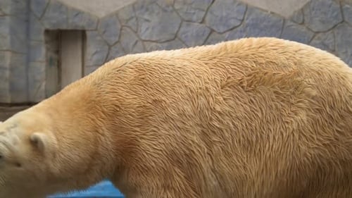 Der weiße Eisbär geht im Zoo spazieren
